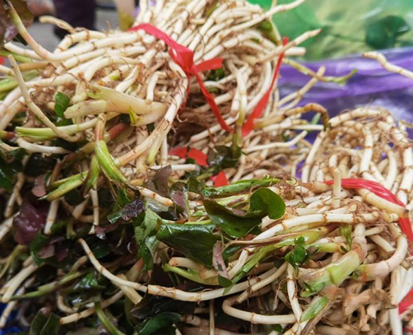 fresh Houttuynia cordata