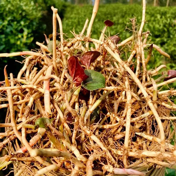 Wild Houttuynia cordata (zhe er gen) growing in Guizhou mountains