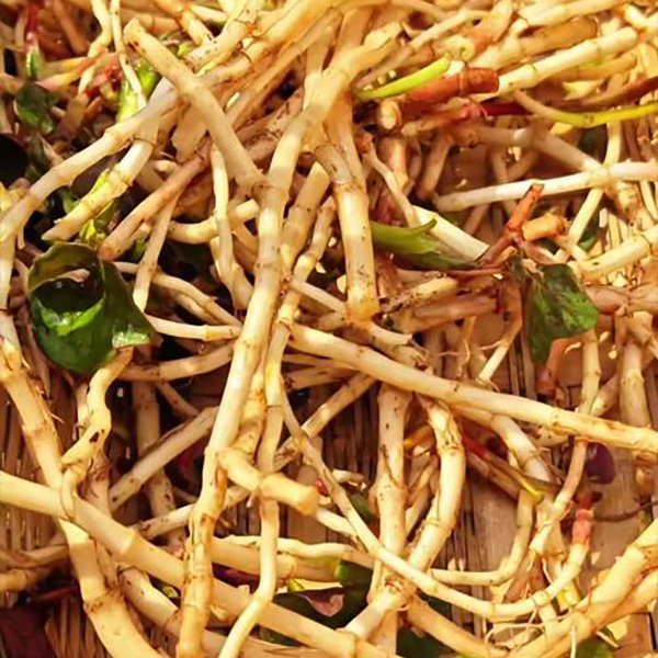 Fresh zhe er gen root – crisp, white, high quercetin